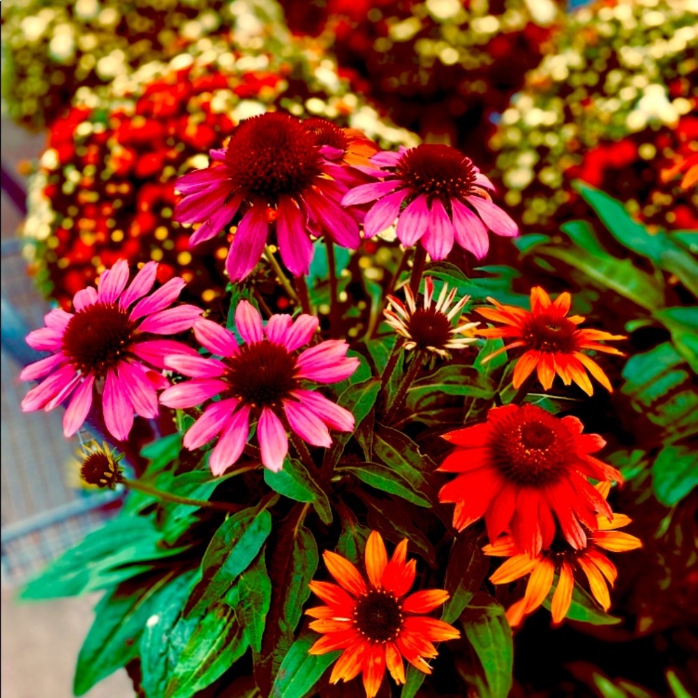 Meet your Posher, JOHNT.Swift